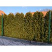 E-PLAST 60cm / 25m / verde